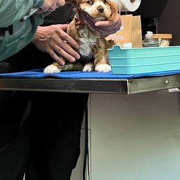 Cocker Spaniel Puppies from Mable meadows Cockers