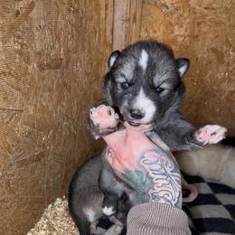 Girl 1 - Agouti and white female Siberian Husky puppy in Iron River, Wisconsin from Wiemeri Siberians