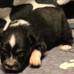 Girl 2 - Black tri female Toy Australian Shepherd puppy in Humansville, Missouri from Tater Tot aussies
