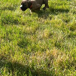 Boerboel Puppies from Grace and H.B. Kennel