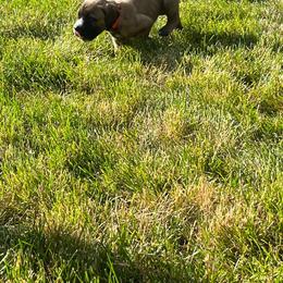 Boerboel Puppies from Grace and H.B. Kennel