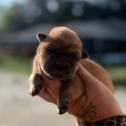 Elsa - Fawn female Chinese Shar-Pei puppy in Lehigh Acres, Florida from Florida Wrinkles