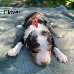 Clover - Chocolate merle female Bernedoodle puppy in New Ringgold, Pennsylvania from Hawk Mountain Doodles