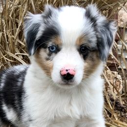 Australian Shepherds and Miniature Australian Shepherds from SkyBrynn Aussies