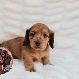 Dachshund Puppies from Little Loves
