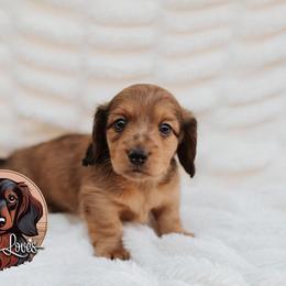 Dachshund Puppies from Little Loves