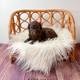 Robinson - Chocolate female Goldendoodle puppy in from Pink Poodles and Doodles