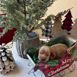 Mrs Claus - Cream female Dachshund puppy in Perris, California from Doxie_pupps