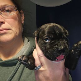 Male 1 - Brindle - Brindle male Boxer puppy in Prospect, Pennsylvania from Suttonhaus Boxers