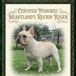 Rocco - French Bulldog