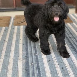 Sheepadoodle Puppies from Riley Grace Puppies