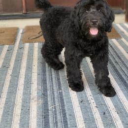 Sheepadoodle Puppies from Riley Grace Puppies