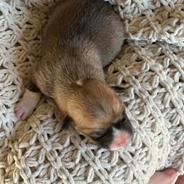 Iris - Red female Pembroke Welsh Corgi puppy in Springfield, Missouri from Hansen Corgis