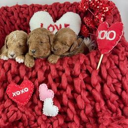 Goldendoodle Puppies from Maryland Designer Doodles
