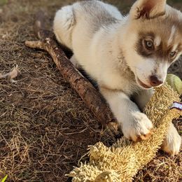 Siberian Husky Puppies from Rocket City Huskies