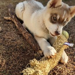 Siberian Husky Puppies from Rocket City Huskies