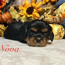 Nova - Black and tan female Cavalier King Charles Spaniel puppy in Ormond Beach, Florida from Parkside Cavaliers