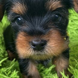 Yorkshire Terriers from Sunny Sky Yorkies