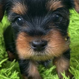 Yorkshire Terriers from Sunny Sky Yorkies