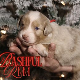 Bashful - Red merle male Australian Shepherd puppy in Keytesville, Missouri from Dogwood Lane Canine