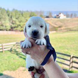 Mr. Grey - Light golden male Golden Retriever puppy in Jasper, Tennessee from Suncoast Goldens
