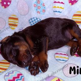 Mint - Black and rust female Doberman Pinscher puppy in Louisville, Kentucky from Ruiz Dobermans