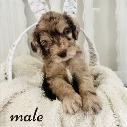 Labradoodle Puppies from Maple’s Doodles