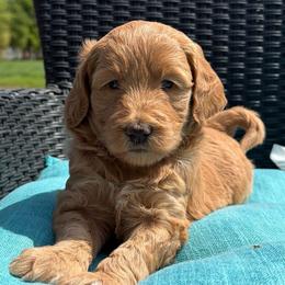 Bunny - Apricot female Goldendoodle puppy in Monroe, North Carolina from Dreamland Aussies & Poodles