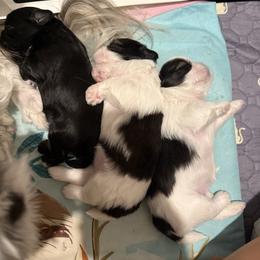 Shih Tzu puppies from Jamie Manteufel