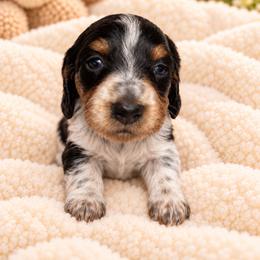 Kenji - AKC - Piebald male Dachshund puppy in Omaha, Nebraska from Colorful Dachshunds