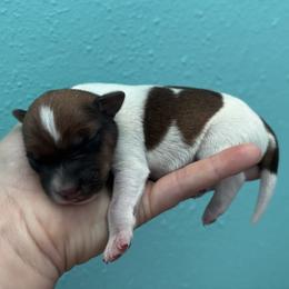 Boy 1 - Tan and white male Jack Russell Terrier puppy in Robstown, Texas from Smokin Pistol Jack Russell Terriers