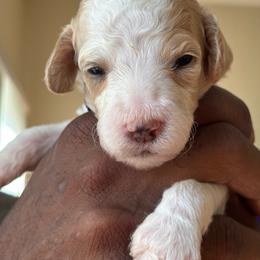 Jules - Parti female Poodle puppy in Randallstown, Maryland from Parson Standards