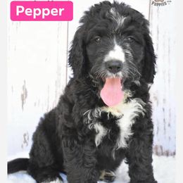 Bernedoodles, Double Doodles, and Goldendoodles from North Texas Golden Mountain Doodles