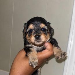 Mary Ann 2500 - Black and tan female Yorkshire Terrier puppy in Gastonia, North Carolina from Banks Dynasty Kennel
