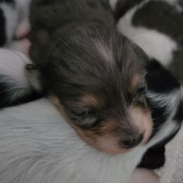 Girl 1 - Dapple female Dachshund puppy in Rutherfordton, North Carolina from Knock Out Doxie’s