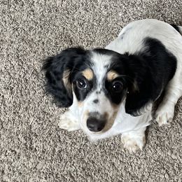 Girl 2 - Dachshund puppy in Monroe, Iowa from Shelly Jo’s Dachshunds