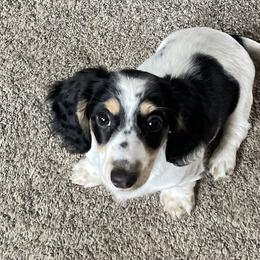 Girl 2 - Dachshund puppy in Monroe, Iowa from Shelly Jo’s Dachshunds