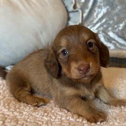 Yogi - Cream male Dachshund puppy in Gladewater, Texas from Devoted Dachshunds