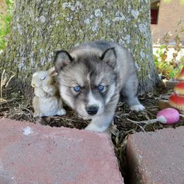 Siberian Husky Puppies from Arctic Circle Kennels