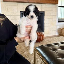 Clark - Black and white male Bernedoodle puppy in Yuba City, California from Ranch House Doodles