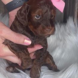 Sandy - Phantom female Goldendoodle puppy in Decatur, Texas from Scherrer Sweet Goldendoodles