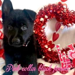 Pink collar - Black female German Shepherd puppy in Canterbury, Connecticut from Nachtwaechter German Shepherds, LLC