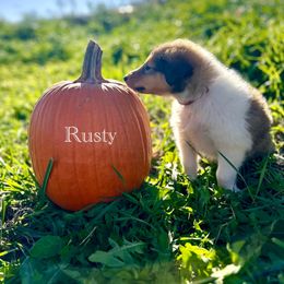 Rusty - Sable male Collie puppy in Waterville, Iowa from Lisa’s Lassies