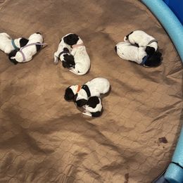 German Shorthaired Pointer Puppies from Ellis kennels