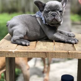French Bulldog Puppies from Uniquefrenchiies