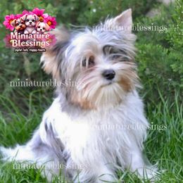 Diva - Biewer Terrier