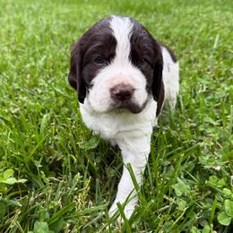Hangman - Liver and white male English Springer Spaniel puppy in Hillsboro, Virginia from Hillsboro Springers