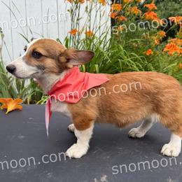 Orange Collar - Red female Pembroke Welsh Corgi puppy in Eaton, New York from Snomoon Miniature Pinschers  & Pembroke Welsh Corgi