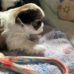 Shih Tzu Puppies from Simply Shih Tzu