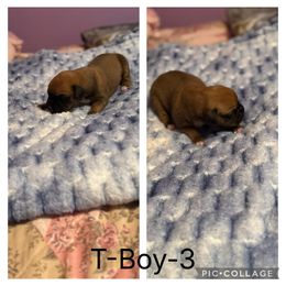 T-Boy-3 - Fawn male Boxer puppy in Evington, Virginia from Buffalo Creek Boxers